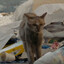 IRAQ Trash CAT