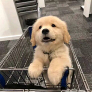 翻斗花园壮壮奶