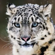 理塘最強伝説と絶兇の猛虎!芝士雪豹です