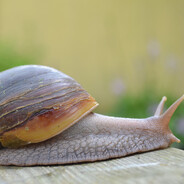 ślimak