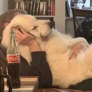 于万军丛中取队友狗牌如探囊取物