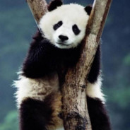 panda