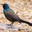 Common Grackle