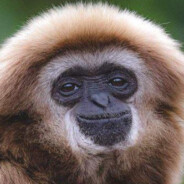 davendrix - Upgear.fr