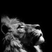 The Lion avatar