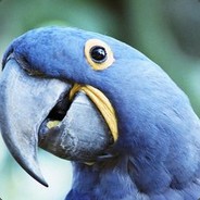 Попугай Людоед