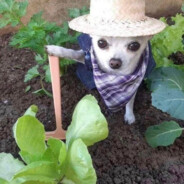 Православный 808