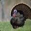 NorthAmericanWildTurkey