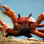 Mr Krabs