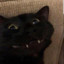 Vestivian