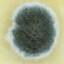 Vaginal Fungal Yeast