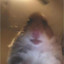 Faze_Hamster