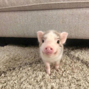 прив - steam id 76561199668336209