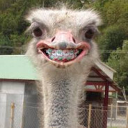 Avestruz que te seduzツ