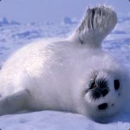 Flippy! SEALS <3