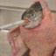 dartfishchicken