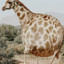 Mollie de Giraf 2.0