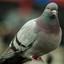 Columbidae