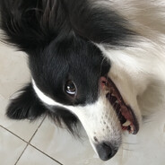 乡下小狗圆圆
