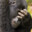 BLiNd_GoRiLLa_88