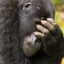 BLiNd_GoRiLLa_88