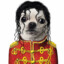 Cachorro Jackson