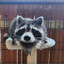 Raccoon