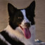 r4fa1-