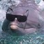 dolphin with sunglasses