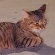 你也想看我在训练场打