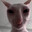 Freaky James avatar