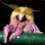 Wark