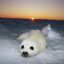 seal