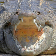 Drunk Croc