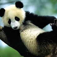 Panda God