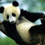 Panda God