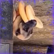 ̧sɐqɐɹɐk ǝɯן̈O's avatar