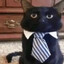BusinessCAT_cz