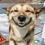 SillyDog