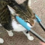 Capycapy