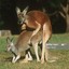 A Very Sexually Active Kangaroo