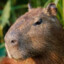 Capybara