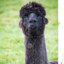 Team Alpaca KIDD