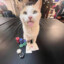 gambling cat