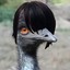 Emu with a hint of Gay
