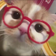 阳光开朗快乐蟑螂