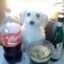 plenn