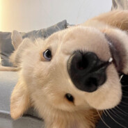 剥批录上就是套