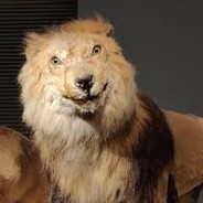 A Taxidermy Lion