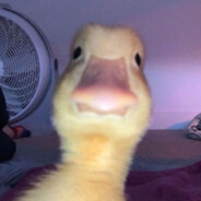 Duckboi_12